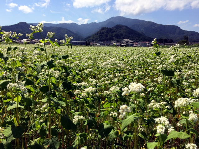 soba_flower.jpg