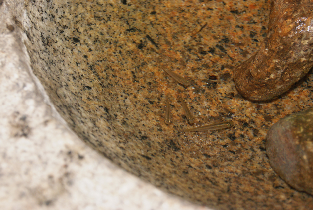 DSC04055-2.JPG
